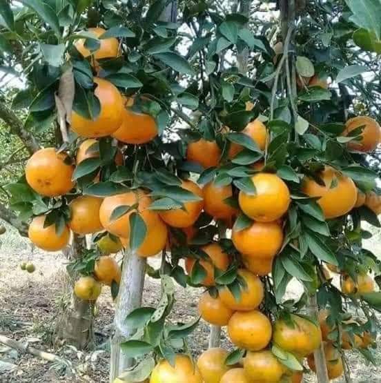 ต้นส้มสายน้ำผึ้ง-ต้นตอน-สูง-60-90-ซ-ม-โปรขายส่งจากฟาร์ม