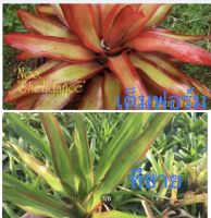 หน่อ-สับปะรดสี#bromeliad# Neo Shelldance #ต้นไม้สวยงาม# ไม้ประดับ# ตกแต่งบ้าน#bromeliad# ไม้ประดับ# ไม้มงคล# ขายถูก# ต้นไม้ทนแล้ง