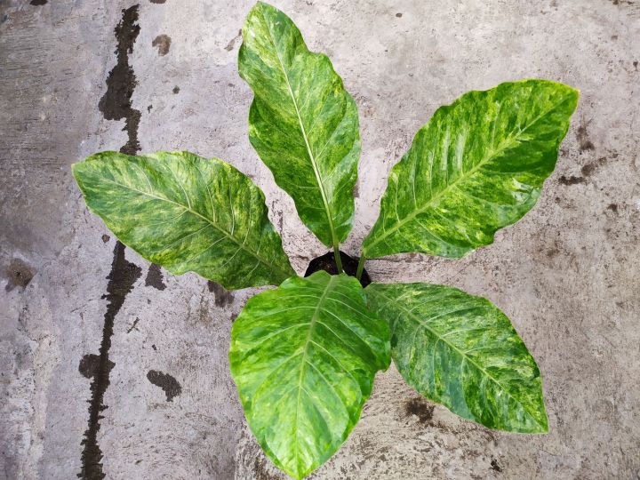 Anthurium Foliage Antfol White Siam | Lazada PH