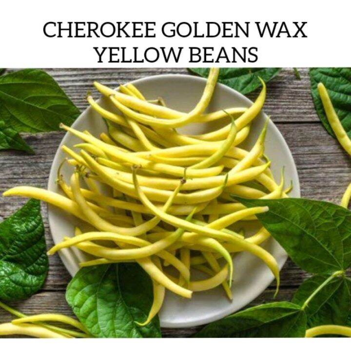 CHEROKEE GOLDEN WAX YELLOW BEANS vegetable seeds Lazada PH