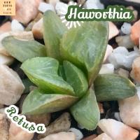 [ฮาโวเทีย เรทูซ่า] Haworthia Retusa ส่งพร้อมกระถาง แคคตัส Cactus Succulent Haworthia Euphorbia ไม้หายาก พืชอวบน้ำ ไม้หนาม ไม้ทะเลทราย กระบองเพชร