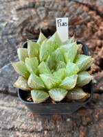 Haworthia Hybird Thailand ขนาดกระถาง 2 นิ้ว จัดส่งทั้งกระถาง รหัส P140-P162