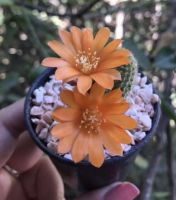 รีบูเทียดอกสีส้ม Rebutia ไม้เลื้อยสวยงาม กระบองเพชร แคคตัส