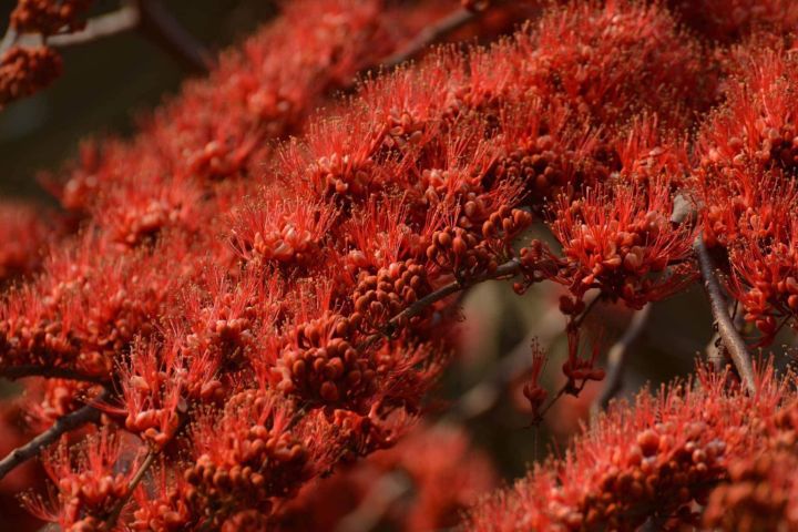 ประดู่แดง-1-ต้นสูงประมาณ-30-ซม-ไม้ดอกพันธุ์ไม้หายากใกล้สูญพันธุ์ของมันต้องมีสะสมโปรโมชั่นราคาถูกที่สุด