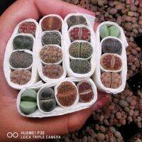 ไลทอป Lithops คละสายพันธุ์ เซ็ต 4 ต้น ❌กบหมด (1.3-1.5 cm.) ขนาดกลาง ซื้อ 10 แถม 1