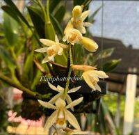 กล้วยไม้เอื้องเทียนสกาวจันทร์ กลิ่นหอม (Coelogyne nitida) หายากครับมี100ไม้เท่านั้น