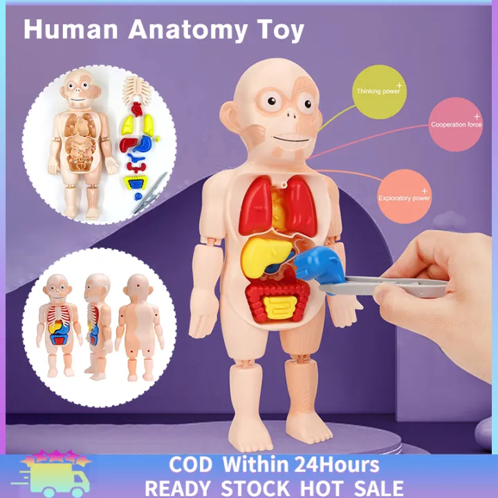 [Fast Delivery] Human Anatomy Model Toy DIY Assembly Science Kits Toys Lazada PH
