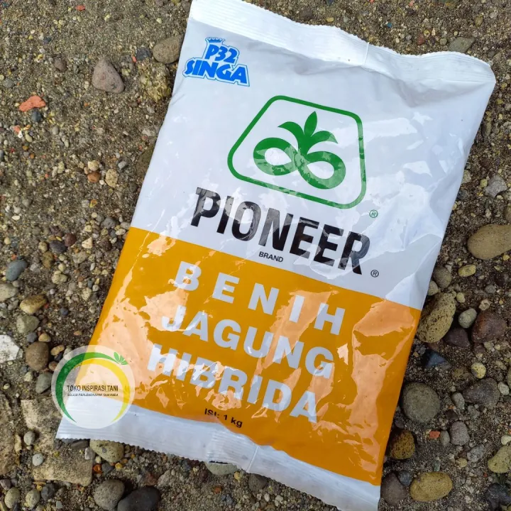 Benih Jagung Hibrida P32 Singa PIONEER Kemasan 1 Kg / Benih P32 Singa ...