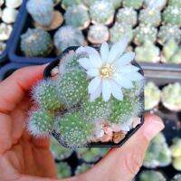 Rebutia pulvinosa รีบูเทียแคคตัส ไม้อวบน้ำ แคคตัส