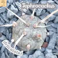 [หนามกระดาษ] Tephrocactus Articulatus ส่งพร้อมกระถาง แคคตัส Cactus Succulent Haworthia Euphorbia ไม้หายาก พืชอวบน้ำ ไม้หนาม ไม้ทะเลทราย กระบองเพชร