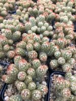 นิ้วนาคส้มแคระ จิ๋ว มินิ Mammillaria Elongata กระบองเพชร แคคตัส ไม้มงคล