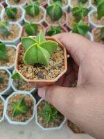 ไมริโอสติกม่า เขียว หมวกสังฆราช Astrophytum Myriostigma ???????