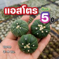 แอสโตร ต้นละ 5 บ. ขนาด 3-4 ซม. แคคตัส กระบองเพชร cactus