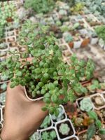 ไม้อวบน้ำ Crassula fragillise แครสซูลา ฟรากิริส