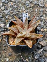 Haworthia Hybird Thailand (ส่งทั้งกระถาง) กระถาง 2 นิ้ว รหัสLa091-120