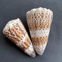 หอยสังข์จักรพรรดิ Emperor Conch Shell 6-8cm di