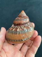 Rare Ancient Text Sea Snail shell copper Turben shell 4-7cm