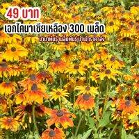 เมล็ดพันธุ์ ดอกเอกไคนาเซียเหลือง 300 เมล็ด กินได้