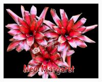 สับปะรดสีนีโอ มาร์กาเร็ท/ Neo. Margaret แดงเจิดจรัส เด่นมาแต่ไกลเห็นแล้วต้องชอบไซส์ใหญ่ ต้นแข็งแรง เป็นไม้ยอดฮิตที่ต้องสะสม/ สับปะรดสีสวยๆ/ สับปะรดสีราคาถูก/ สับปะรดสีหายาก