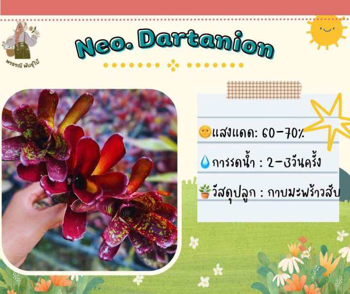 สับปะรดสี-นีโอดาร์ทาเนี่ยน-neo-dartanion-หน่อ