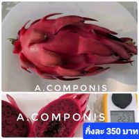 แก้วมังกรพันธุ์ A.Componis