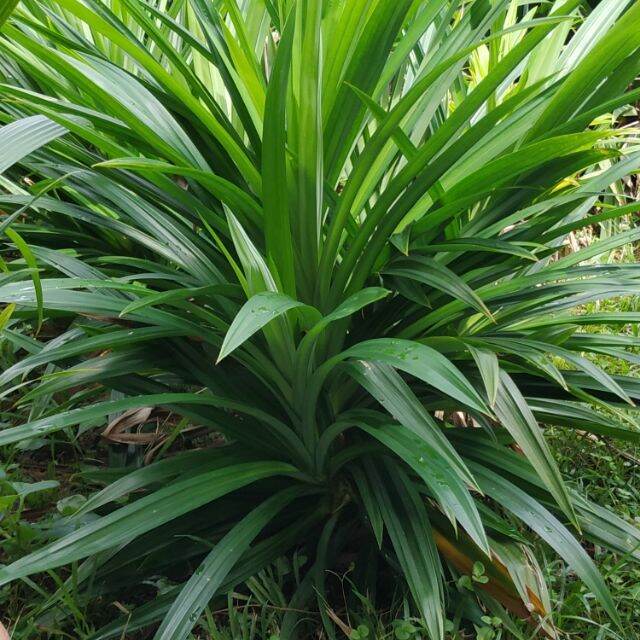 Fresh Healthy Pandan plant Lazada