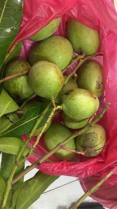 1kg Buah Mangga Telur Muda Masam Sedap Makan Masam Msam Cicah Garam