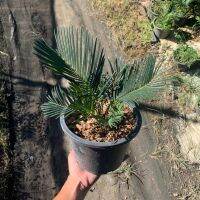 ปรงญี่ปุ่น (Sago Cycad) กระถาง 8 นิ้ว หัวโตใบเขียวสวย