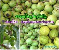 สมอไทย สมุนไพรครอบจักรวาล รสเปรี้ยวอมฝาด ปลอดสารพิษ บรรจุ1กก