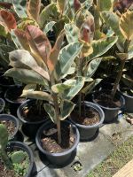 เข้าใหม่  Ficus elastica variegata ต้นยาง อินเดียด่าง ไม้ฟอกอากาศ สูง 1เมตร ในกระถาง 8 นิ้ว ต้นยางอินเดียด่างชมพู (Rubber Plant) ต้นไม้ฟอกอากาศ ไม้เพาะเมล็ด รากแน่น แข็งแรง