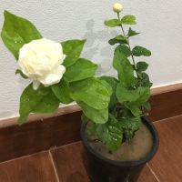 ต้นมะลิซ้อน Arabian Jasmine ไม้ดอก หอมมากสูง 20-30 เซนติเมตร