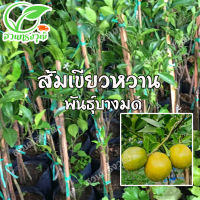 ส้มเขียวหวาน พันธุ์บางมด ต้นเสียบยอด พันธุ์แท้?%