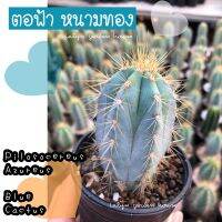 ?❄️ตอฟ้า หนามสีทอง Pilosocereus Azureus (ขนาด1-12cm) ไม้ลำ ตกแต่งบ้าน ผิวสีฟ้าสวยมากๆค่ะ ?❄️