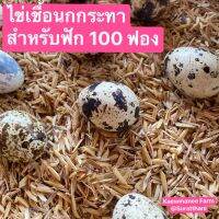 ไข่เชื้อนกกระทาสำหรับฟัก 100 ฟอง #แถมกันแตก ผสม ผู้ 1: เมีย 3 เชื้อ 80% ขึ้นไป