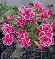 ชวนชม?☘️??ดอกชมพู-ขอบขาว??ชวนชมแฟนซี ??ยอดฮิต??ส่งทั้งกระถาง fancy multi grafted adenium