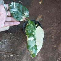 ดีมากๆ ไม้หน่อกระถาง 4 นิ้ว ? ต้นบอนกระดาด (ด่างยัก) หรือ Alocasia Macrorrhizos Variegated เป็นไม้ตระกูลบอน และจัดเป็นพืชล้มลุกที่มีความสูง โดยการประมาณการความสูงเฉลี่ยอาจถึง 2.5 เมตร ขึ้นอยู่กับสายพันธุ์ ขยายพันธุ์ด้วยเหง้า หรือหัวที่อยู่ใต้ดิน