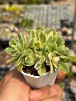 Aeonium castello-paivae variegata ไม้อวบน้ำ ด่าง น่ารักๆ กระถาง 2 นิ้ว