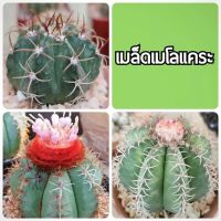 เมล็ด เมโลแคระ (Melocactus matazanus) 70 เมล็ด++