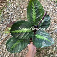 คล้าขุนช้าง ขุนช้าง ลินเดเนียนา ? calathea lindeniana คล้าหายาก กระถาง8นิ้ว ตามหา