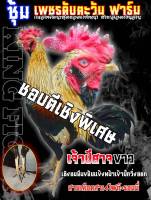 ไข่ไก่ชนพม่าสายเลือดเงินล้าน พิเศษ3ฟอง270บาท