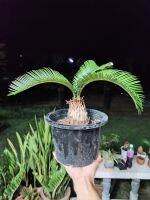 Sago Palm ปรงญี่ปุ่น​ กระถาง​5​นิ้ว​ โขดใหญ่​​