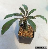 มะพร้าวทะเลทราย (Dorstenia Plant) / ดอสทีเนีย