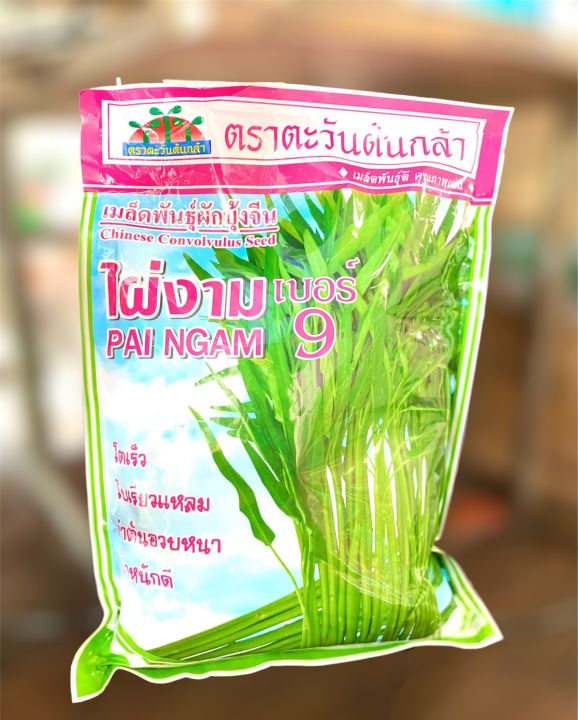 เมล็ดพันธุ์ผักบุ้งจีน-ไผ่งามเบอร์9-ตราตะวันต้นกล้า-ปริมาณ-1-กิโลกรัม