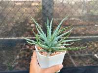 ว่านหางจระเข้ (Aloe humilis) พืช อวบน้ำ