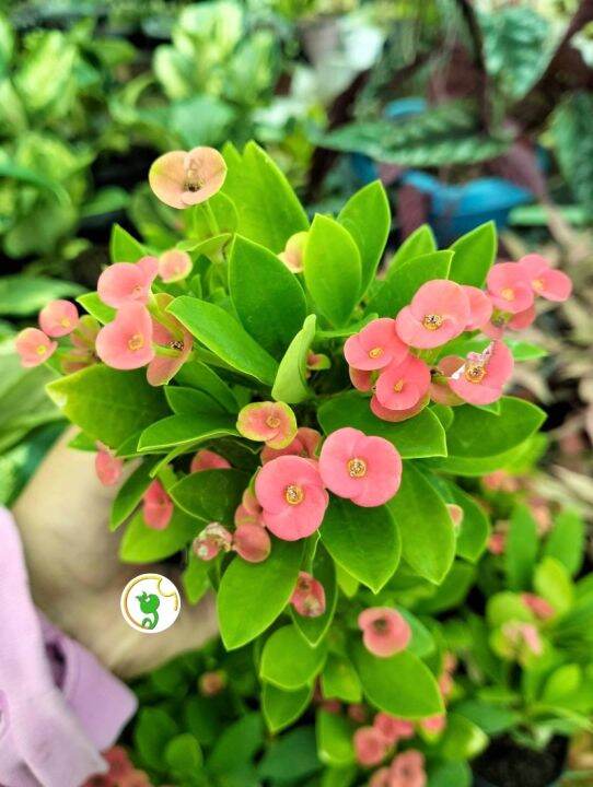 Euphorbia Milii Dwarf (ESTABLISHED) | Lazada PH