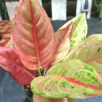 ประกายเพชร ไม้มงคลในตระกูล อโกลนีมา (Aglaonema) ไม้หายาก ไม้น่าสะสม ไม้ฟอกอากาศ แก้ปัญหาภูมิแพ้ สร้างความสดชื่นสบายตา