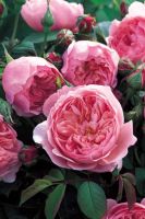 เมล็ดพันธุ์ กุหลาบ อังกฤษ เดอะแอนวิค  (The Alnwick Rose)บรรจุ 10 เมล็ด