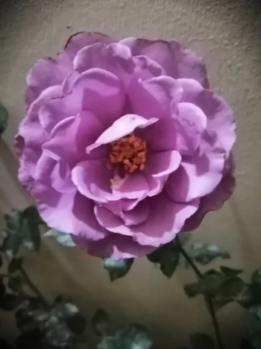 Rose Purple/Old Rose/Japanese/Splash/Red/Yellow/Tri color Lazada PH