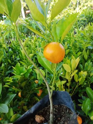 ส้มจี๊ดแบบกิ่งชำสูง40-50cm.ส้มจี๊ดเป็นไม่มงคลนิยมปลูกไว้ประดับบ้านรับประทานได้มีรสชาติเปรี้ยว