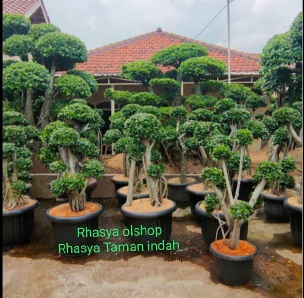 pohon bonsai beringin Korea / bibit bonsai beringin Korea Lazada